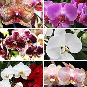 Orchid Assorted Color Flower Bulb