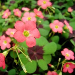 Oxalis Pink Color Iron Cross Flower Bulb