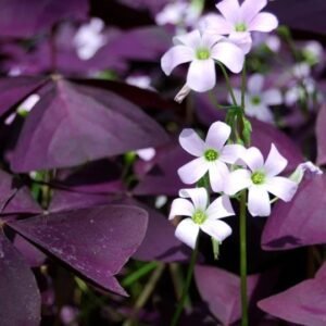 Oxalis Triangularis Flower Bulb