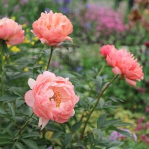 Peony Coral Charm Flower Roots Bulbs
