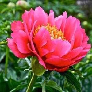 Peony-Coral-Magic-Flower-Roots-Bulbs.jpg