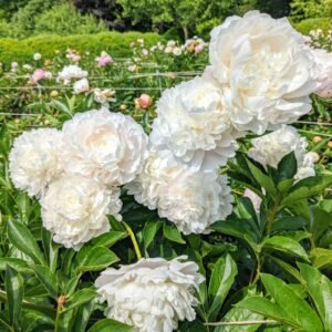 Peony Fringed Ivory Flower Roots Bulbs