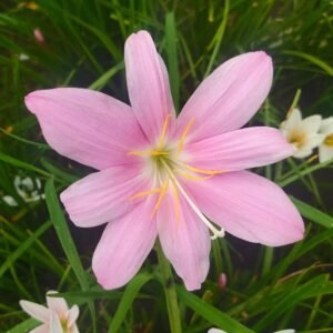 Pink Rain Lily Flower Bulb Zephyranthes (01 Bulb)
