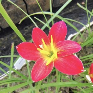Pride Of Singapore Red Hybrid Rain Lily Flower Bulb