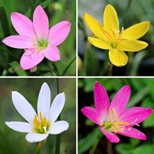 Rain Lily Zephyranthes Assorted Color Flower Bulbs (Pack of 5)