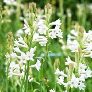 Rajnigandha Tuberose Single Petal Flower Bulbs