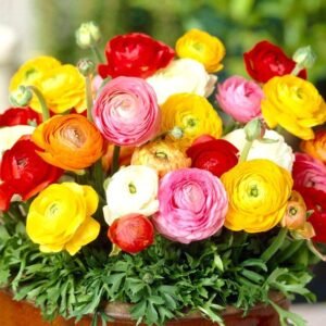 Ranunculus Assorted Color Flower Bulb