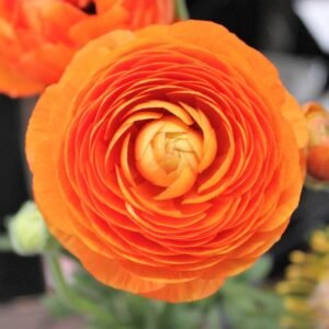 Ranunculus Orange Color Flower Bulb