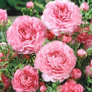 Ranunculus Pink Color Flower Bulb