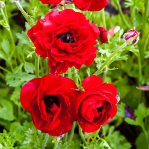Ranunculus Red Color Flower Bulb