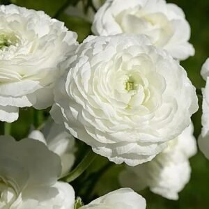Ranunculus White Color Flower Bulb