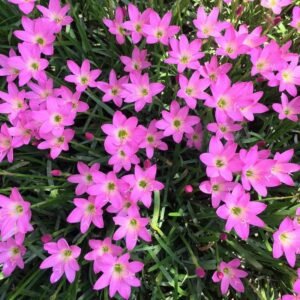 Rose Pink Rain Lily Zephyranthes Flower Bulb