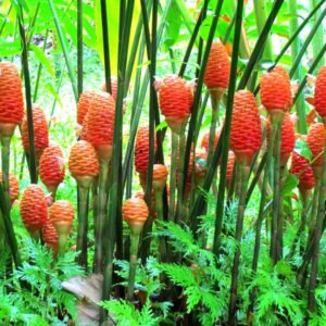 Shampoo Ginger Lily Beehive Flower Bulb