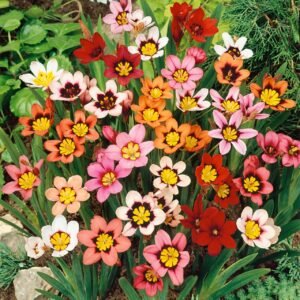 Sparaxis Assorted Color Flower Bulb
