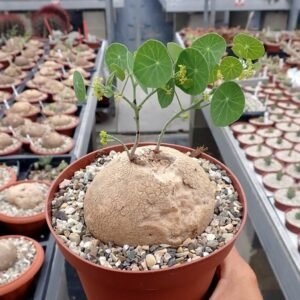 Stephania Erecta Air Purifier Caudex Plant Bulb