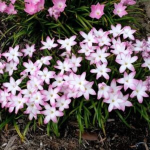 Summer Chill Hybrid Rain Lily Flower Bulb