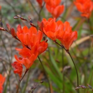 Tritonia Red Color Flower Bulb