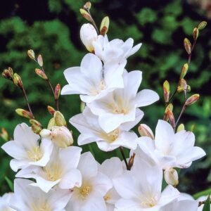 Tritonia White Color Flower Bulb