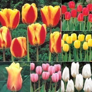 Tulip Assorted Color Flower Bulb