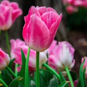 Tulip Big Love Pink Flower Bulb