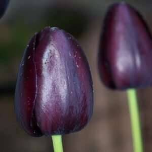 Tulip Black Jack Flower Bulb