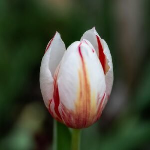 Tulip Happy Generation Flower Bulb