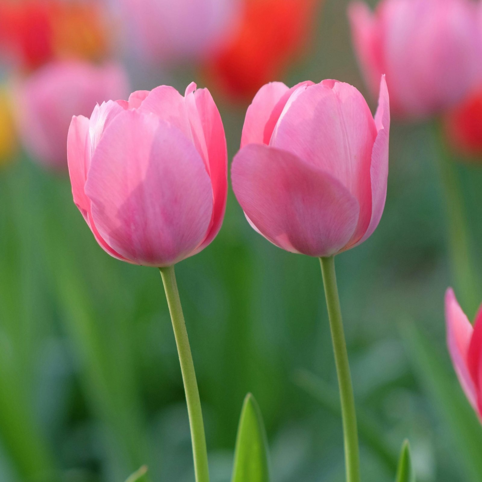 Tulip Light Pink Flower Bulb