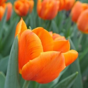 Tulip Orange Juice Flower Bulb