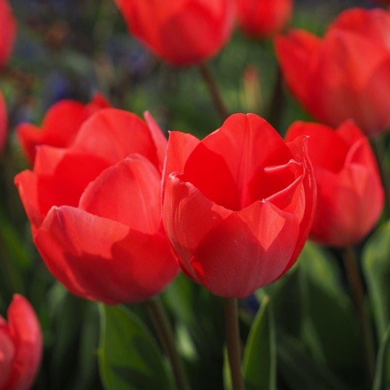 Tulip Parade Red Flower Bulb