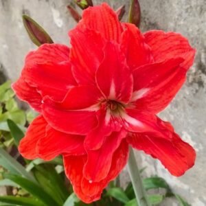 Amaryllis Lily Any Color Flower Bulb 01 Pc