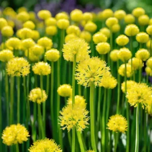 Allium Yellow Color Flower Bulb-01 Pc
