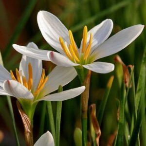 White Rain Lily Zephyranthes Candida Flower Bulb-01 Pc