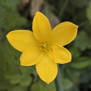 Yellow Rain Lily Zephyranthes Flower Bulb-01 Pc
