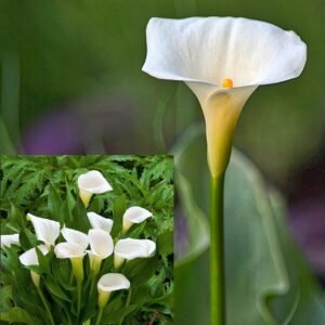 Calla Lily White Color Indian Flower Bulb