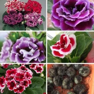 Gloxinia Assorted Color Flower Bulbs