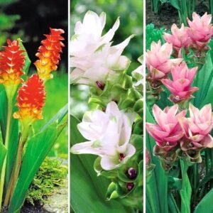 Curcuma Imported Siam Tulip Assorted Color Flower Bulb
