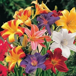 Day Lily Hybrid Assorted Color Flower Bulb