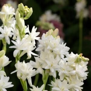 Rajnigandha Tuberose Double Petal Flower Bulbs