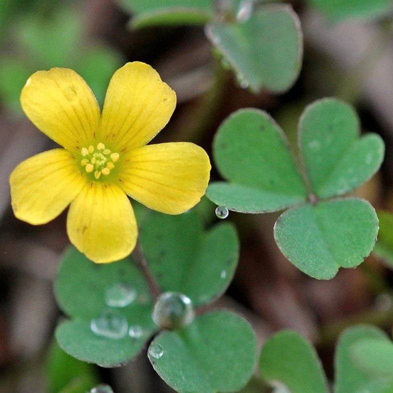 Oxalis Yellow Color Flower Bulb